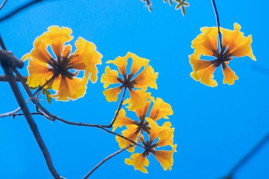 黃花風(fēng)鈴木