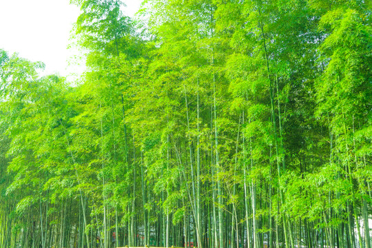 竹林風光 竹林背景竹林素材