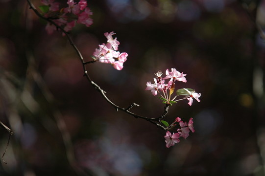 海棠花