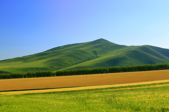 山嶺麥田