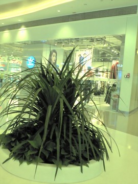 冬季賣場之綠色植物