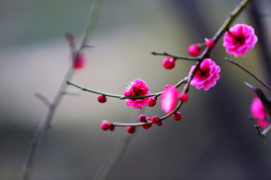 紅梅爭艷