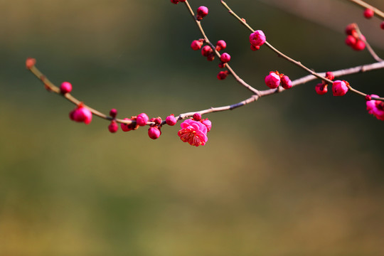 紅梅爭(zhēng)艷