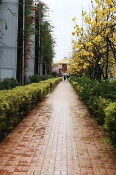 百萬(wàn)葵園