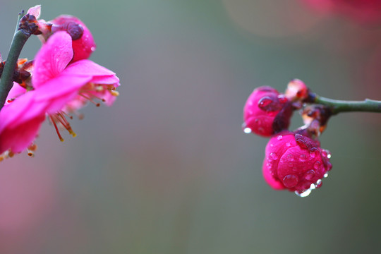 紅梅