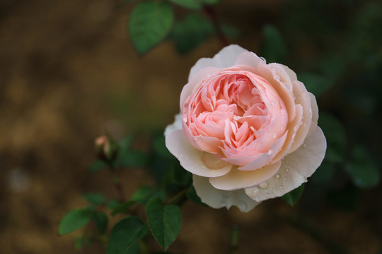 玫瑰花