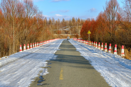 公路紅毛柳