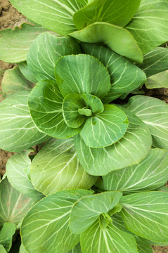 蔬菜種植
