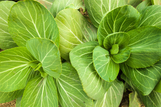 蔬菜種植