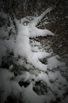 雪松