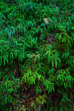 生態(tài) 室內(nèi)植被墻