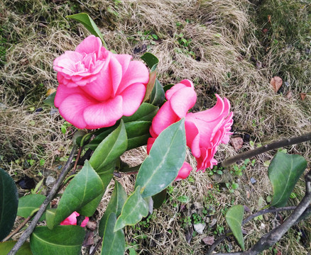 茶花
