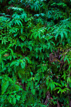 生態(tài) 室內(nèi)植被墻