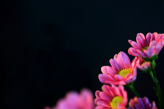 小菊花雛菊