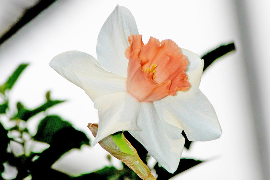 洋水仙花