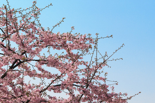 櫻花