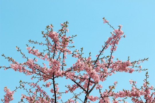 櫻花