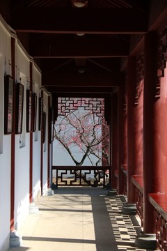 梅花