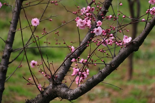 梅花