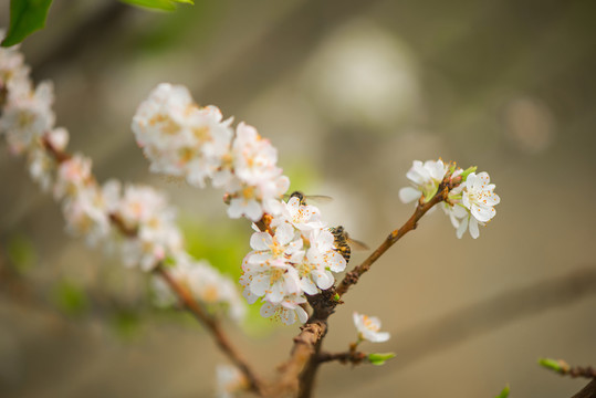 李花