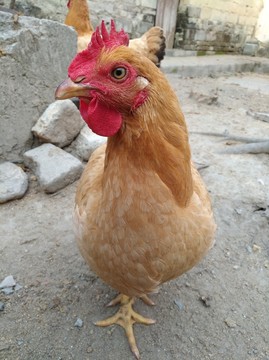雞