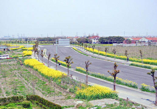 油菜花