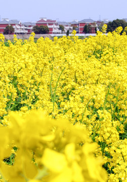 油菜花