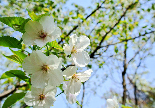 櫻花素材