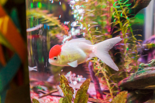 錦鯉素材 草金魚 鶴頂紅