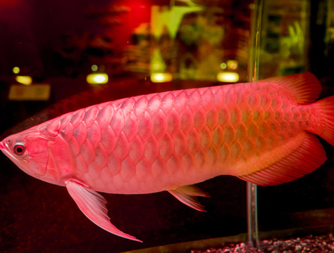 魚缸玻璃 清澈 紅金魚 草金