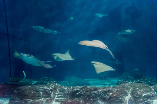 海底世界深海 魚群水族 魔鬼魚
