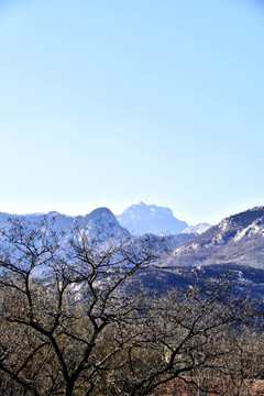 大樹 遠山