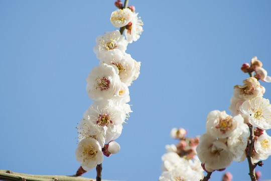 梅花