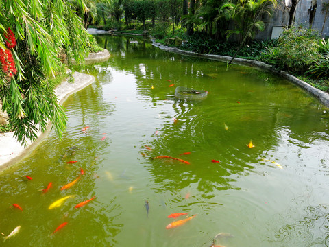 小河里的魚