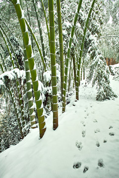 故鄉(xiāng)的雪