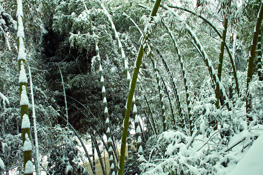 故鄉(xiāng)的雪