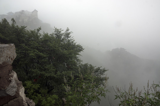 煙雨中的綠色植物