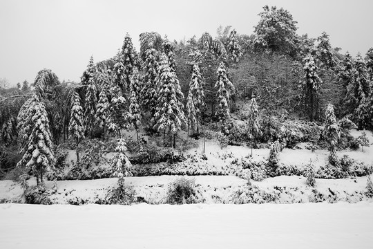 故鄉(xiāng)的雪