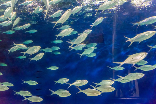 海底世界 魚群 海洋水族館