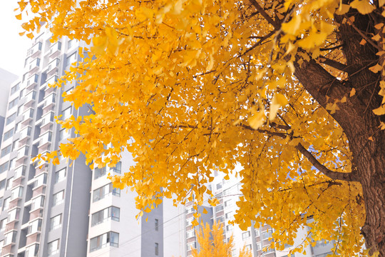 銀杏大道