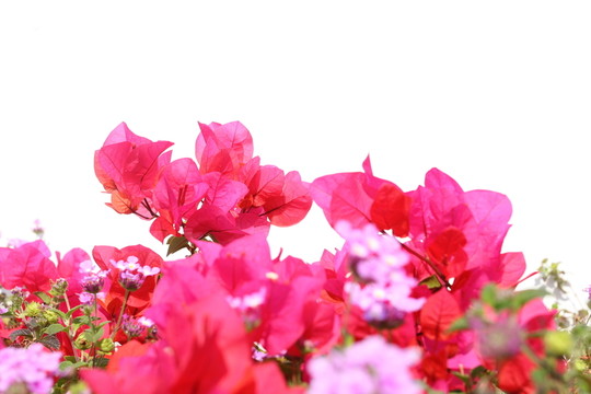 杜鵑花