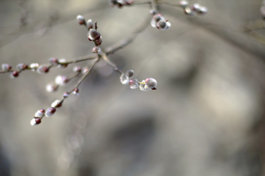 野花 春蕾 花蕾 春天