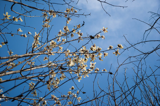 玉蘭花