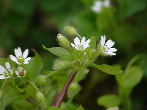 鵝腸菜