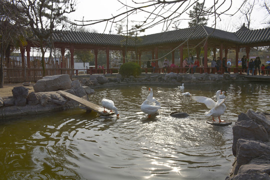 池中鵝群
