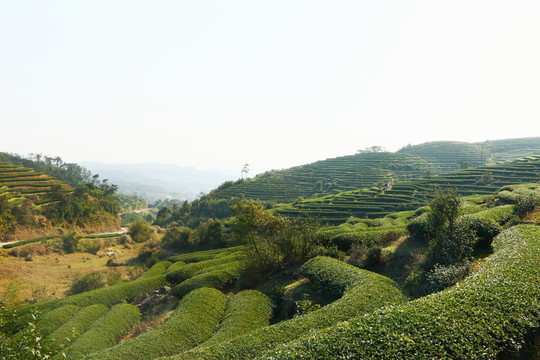 長(zhǎng)龍茶園