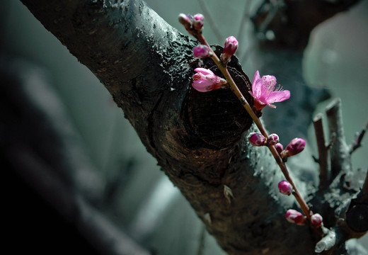 桃花