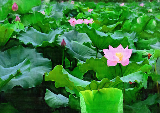 油畫荷花