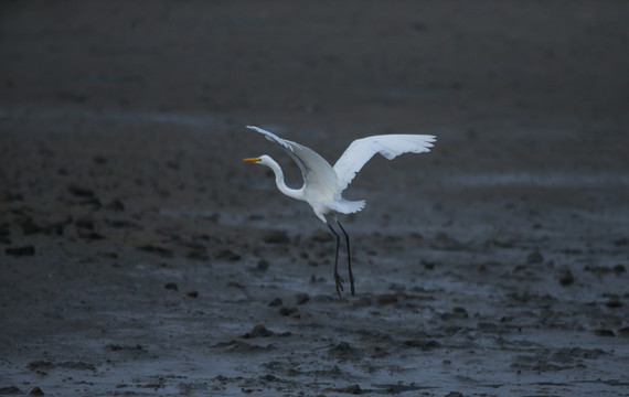 白鷺 濕地 白鷺鳥
