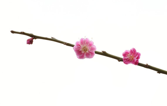 梅花